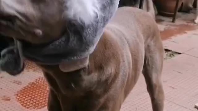 kill mice for human beings