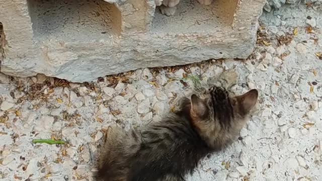 Two Kittens Playing Near A Hollow Block