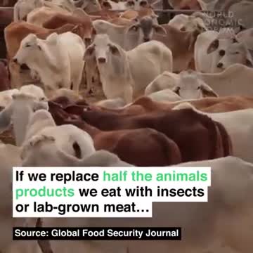 World Economic Forum Effects: Finland has made bread with crushed insects