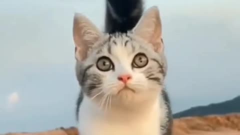 Cat 😍😍