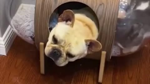 funny dog videos