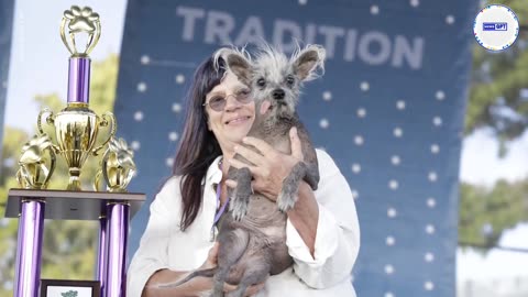 The ugliest dog in the world is a Chinese Crested dog named Scooter