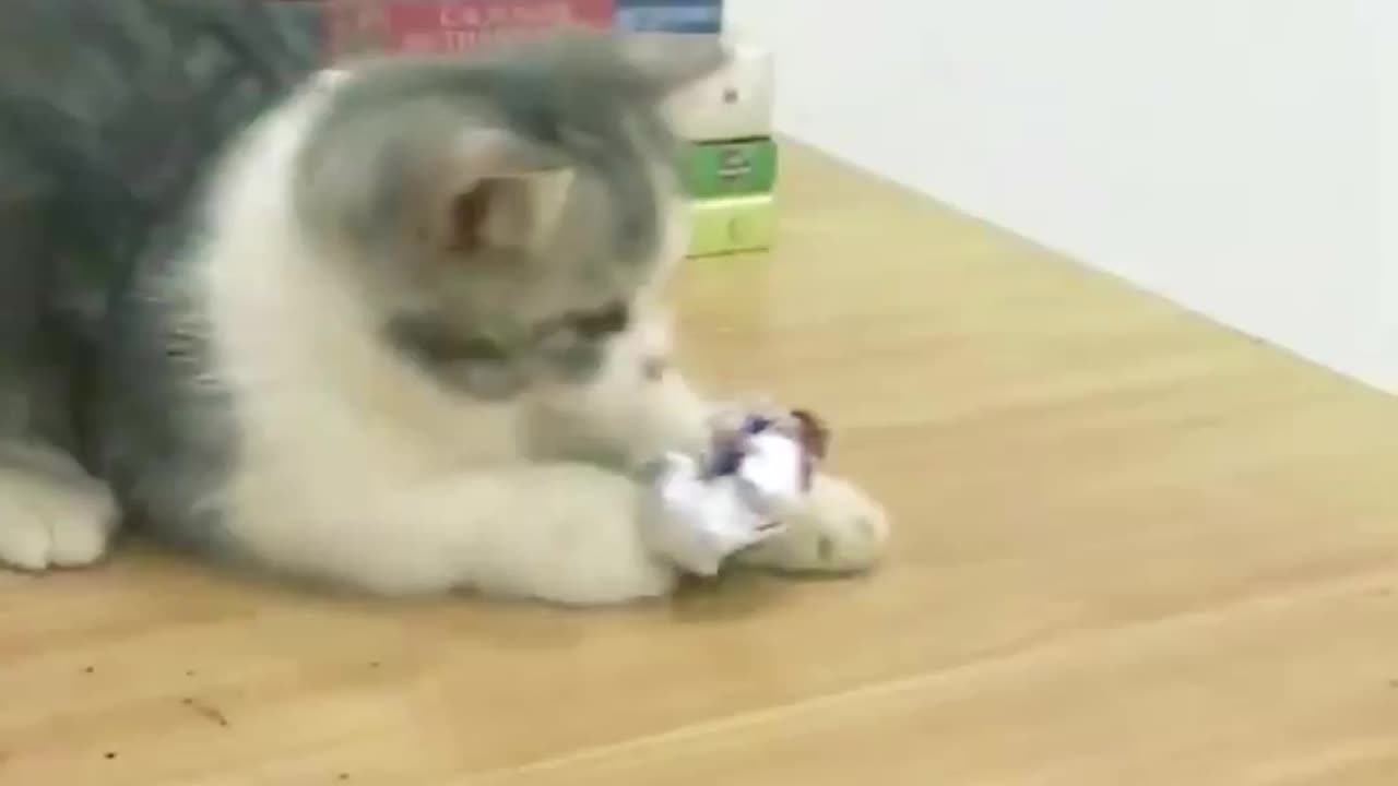 Kitten playing