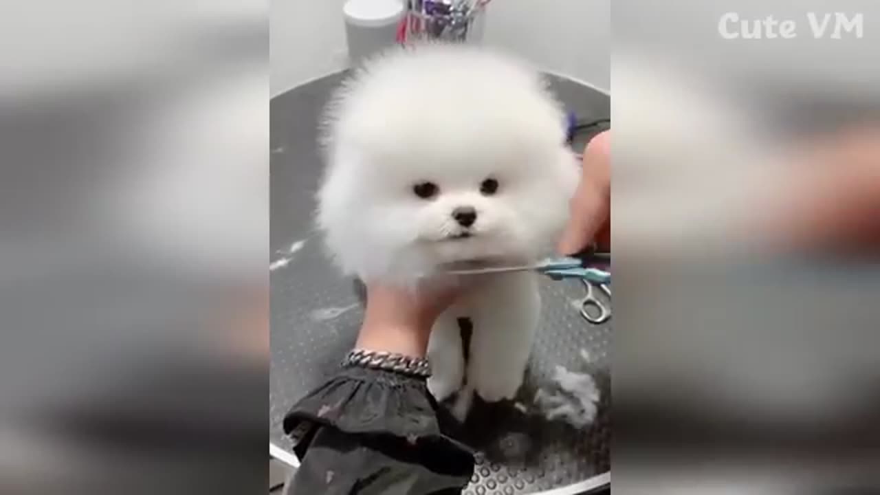 Cute pomeranion puppies doing funny things