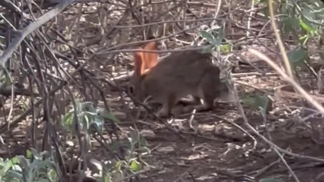 Christmas Bunny#shorts#Christmas#bunny#nature#animals#phoenix#arizona