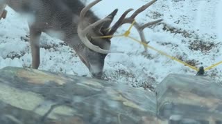 Deer Rescue Goes Sideways