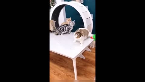 Funny cat dog