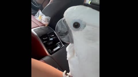 White umbrella cockatoo saying hello to me!!!!!