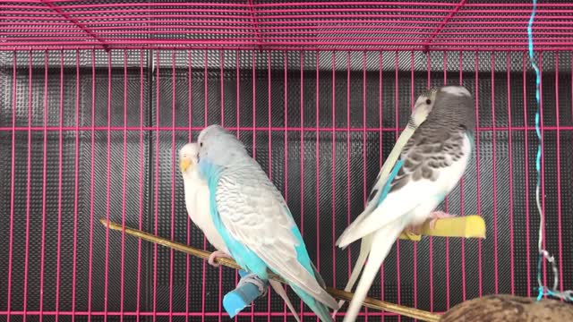 Pairs of colored birds playing in the cage.