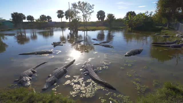 Interactions in Ecosystems – Wetlands