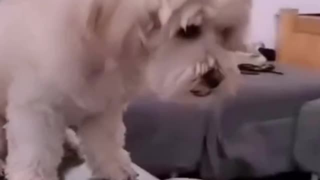 Funny DOG Videos 🐶🐶🐶🤣🤣🤣