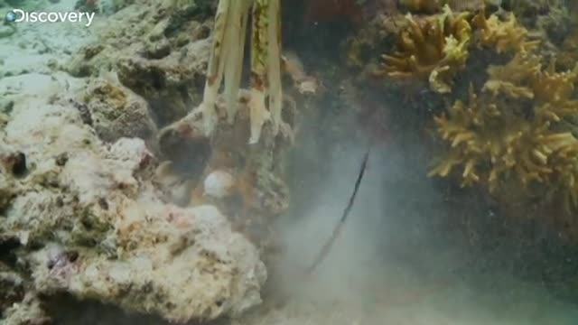 Hunting Under The Sea - Born Survivor