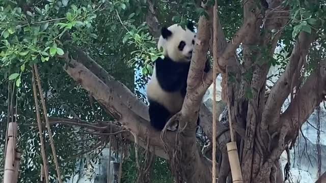 giant pandas