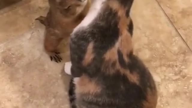 Big cat and little cat