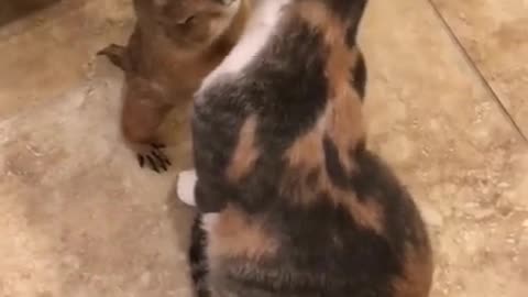 Big cat and little cat