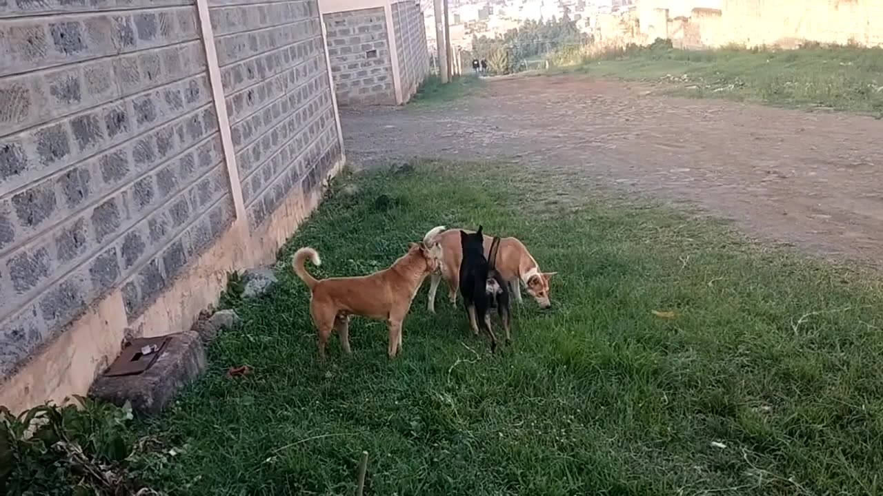 Street Dog πΆππ