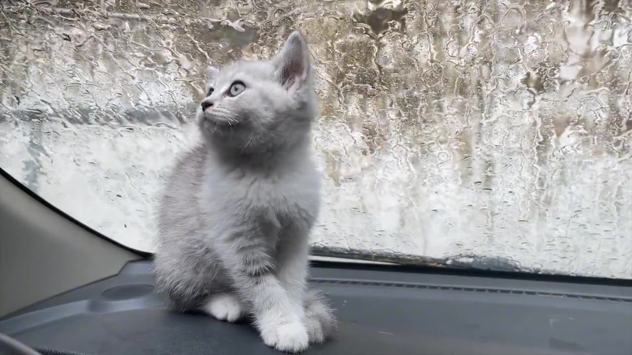 A little cat sheltering from the rain