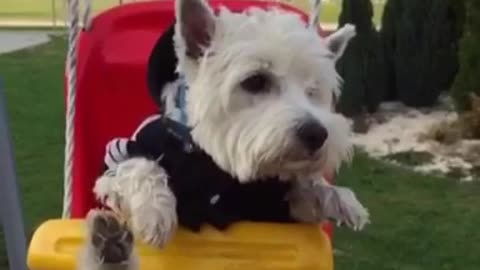 Oggie the Westie