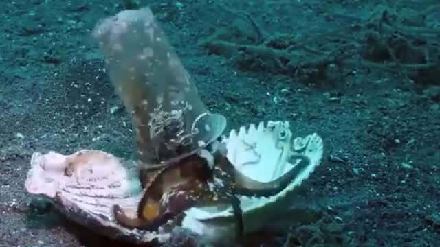 Octopus use plastic cup as home, rare moment