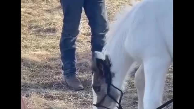 Horse SOO Cute! Cute And funny horse Videos Compilation cute moment #21