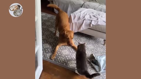 Funny cats video, Cat and dog fight, cat fight.