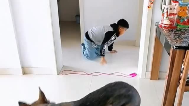 Interesting animal funny videos, dogs love to learn