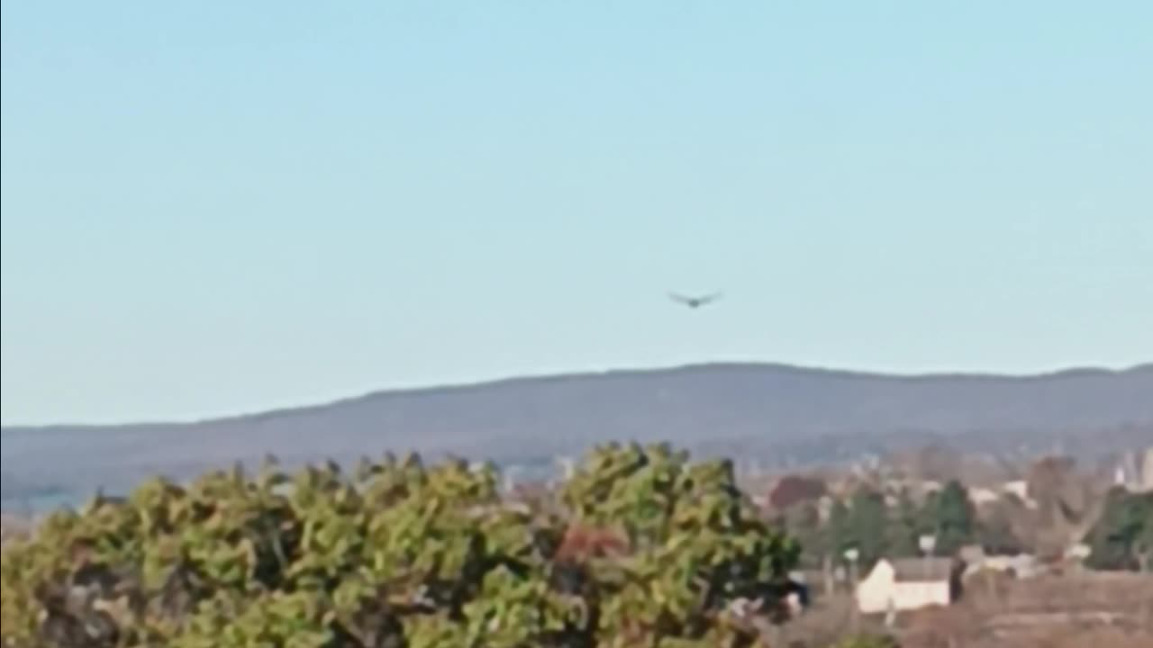 Turkey vulture