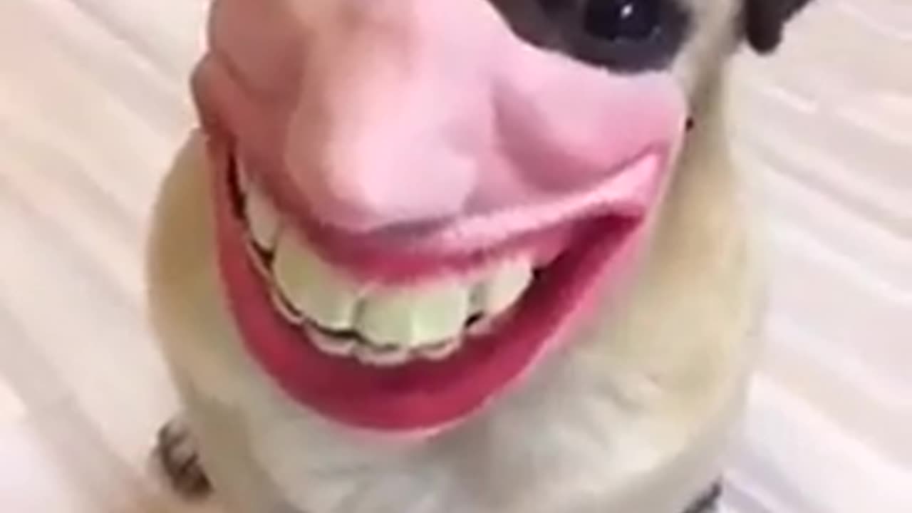 funny dog