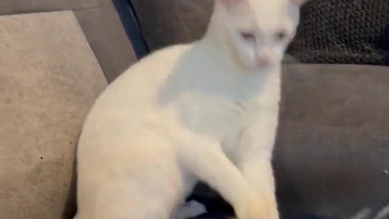 Cat Gets Sucked By A Vacuum