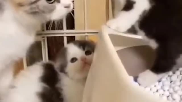 Hilarious cats and dogs video compilation😹😹