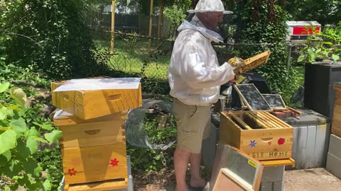 BEE HIVE INSPECTION