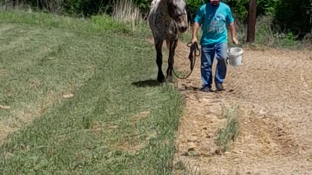 The last wild walk.