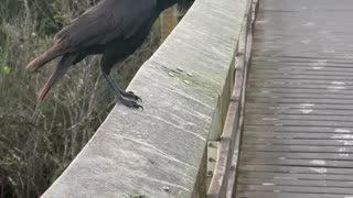 #Crow #nature #birds#Pa-hay-okee# Everglade national park