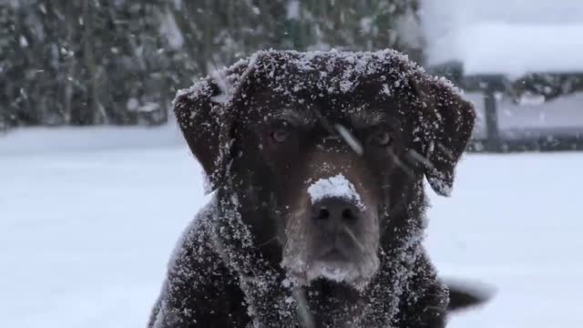 Animals - Best Of The 2022 Funny Animal Videos #86 #funnydog #cutecat