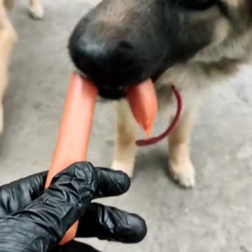 Hot dog under the microscope.