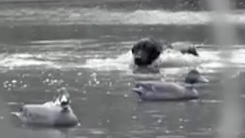 A Winter Day With Bad Weather Is Always A Good Day In The Duck Blind