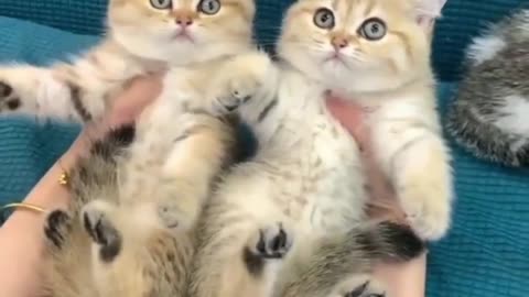 cute cat short video