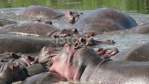 Hippopotamus Haven: Behemoths of the Jungle Rivers