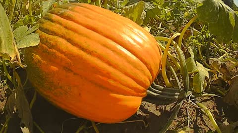 TIMELAPSE _ Pumpkin getting ready for Halloween