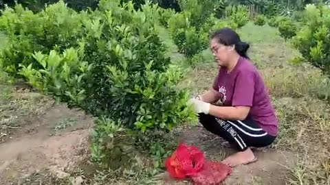 how to harvest citrus lemon