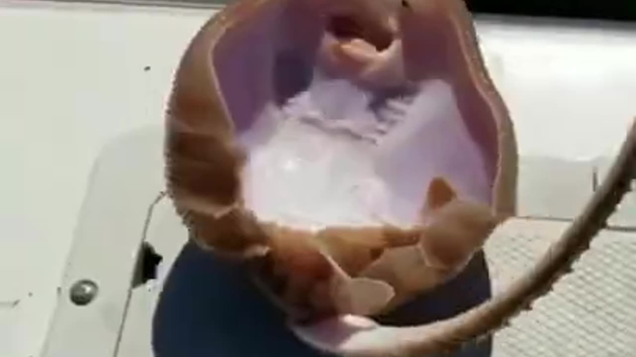 Cutest Smiling Stingray Fish #shorts #viral #shortsvideo #video