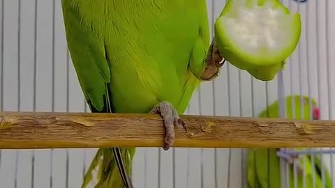 Parrot talk and smart work