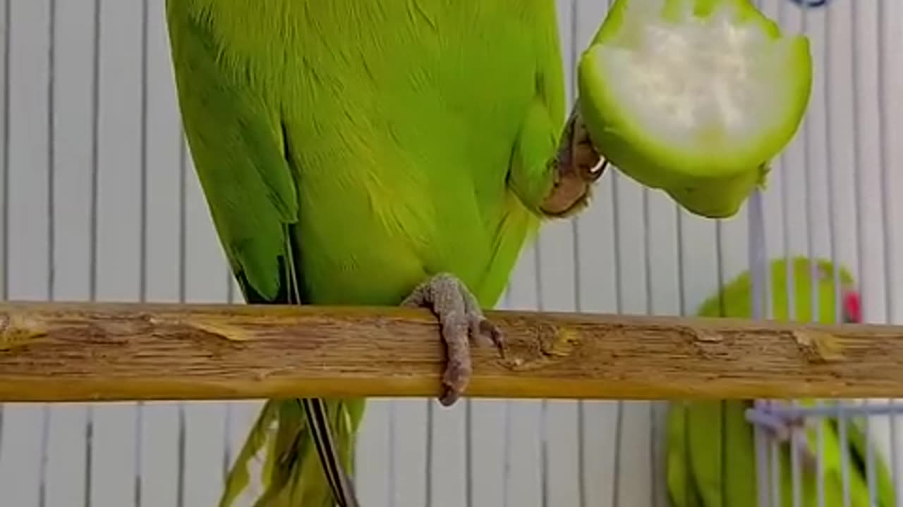 Parrot talk and smart work