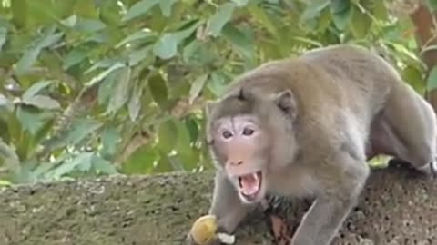 Funny ghost prank on monkey