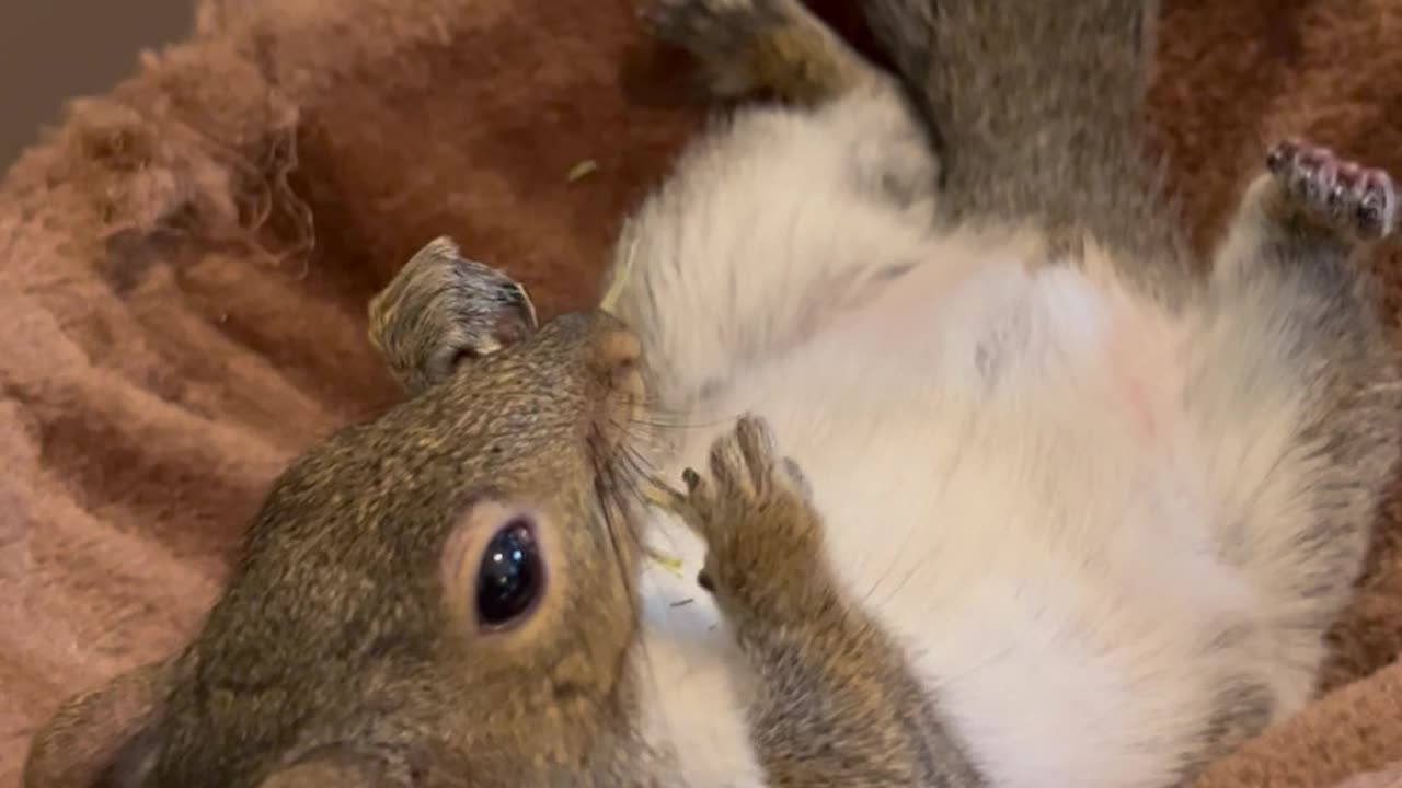 A Squirrel's Lazy Day