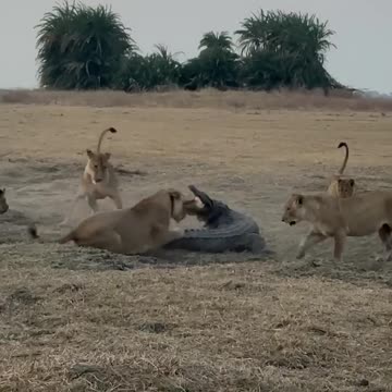 Crocodile in hostile territory