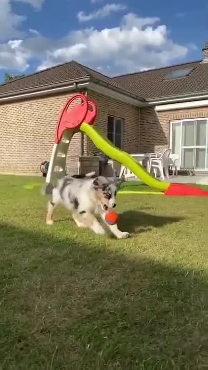 Perfect Dog Training | Best dog training in the world