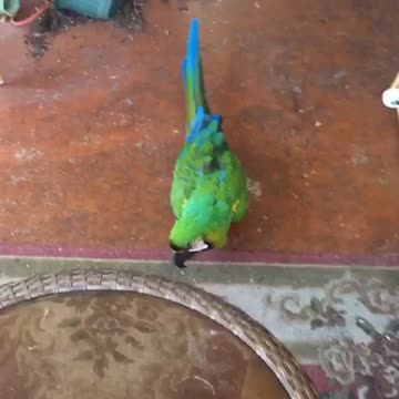 Sam follows mamma outside like a puppy