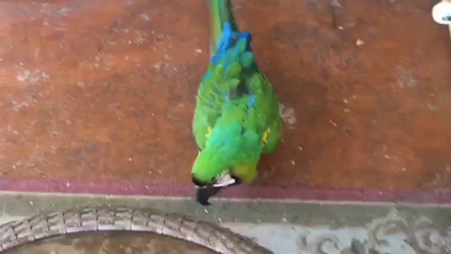 Sam follows mamma outside like a puppy