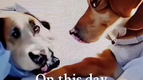 My mind is not a dog